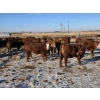 Image 3 : Cattlewood Farms Ltd. - 820# February Delivery Heifers - 76 Head (Vauxhall, AB)
