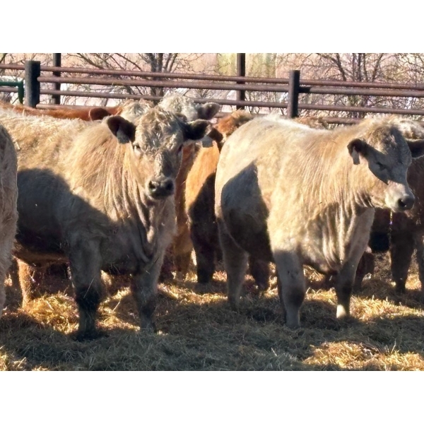 Elkwater Farming Co. - 890# March Delivery Heifers - 128 Head (Elkwater, AB)