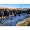 Image 4 : Bauer Ranching - 780# February Weaned Steers - 148 Head (Hilda, AB)