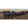 Image 1 : Ripple Rock Ranch - 700# June Delivery Heifers - 90 Head (Fincastle, AB)