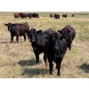 Image 2 : Riverbend Ranch - 1000# October Delivery Grass Steers - 250 Head (Coronation, AB)