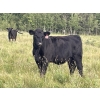 Image 4 : Kit Brink - 1025# September Delivery Grass Heifers - 33 Head (Eagle Hill, AB)