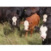 Image 6 : Bar T Livestock - 535# October Delivery Steer Calves - 115 Head (Earl Grey, SK)