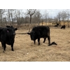 Image 7 : C & L Livestock - 29 Black 3rd Calf 3-Way Pairs (Edam, SK) VBP+