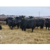 Image 1 : Brad & Kelly Deschamps - 2 Black Mature Cows (Pen 406)