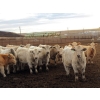 1  Cluny Colony  815 October Delivery Weaned Steers  70 Head (Cluny, AB)