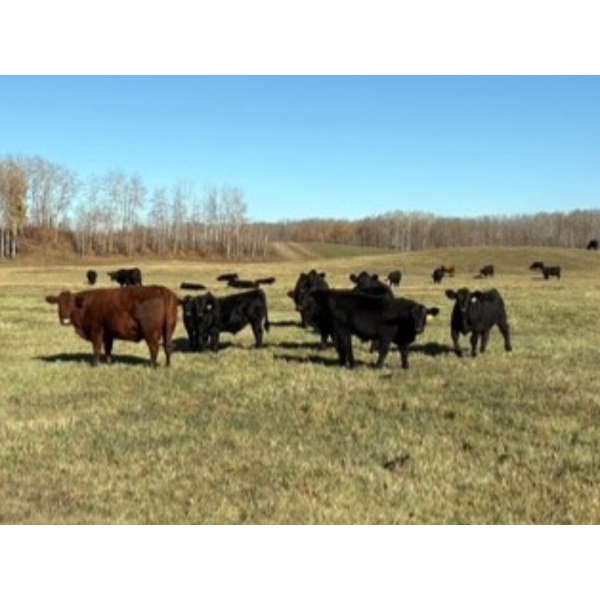 Moore Ranching - 600# November Delivery Steer Calves - 300 Head (Loon Lake, SK)