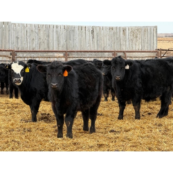 Leon Torkelson - 700# February Delivery Steers - 75 Head (Millicent, AB)