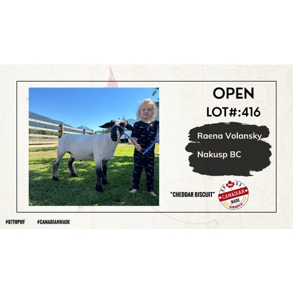 Open Sheep - Raena Volansky - Nakusp BC