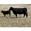 Image 7 : Dot Bar Dot - 550# November Delivery Steer Calves - 75 Head (Maple Creek, SK)