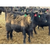 Image 4 : Rafter T Ranches - 750# February Delivery Steers - 112 Head (Scandia, AB) VBP+
