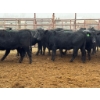 Image 4 : D6 Cattle Farm - 17 Heifers (Pen 519)