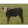 Image 8 : Cam Taylor/Trevor Campbell - 515# November Delivery Steer Calves - 180 Head (Wolseley, SK)