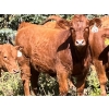 Image 2 : John & Karen, Allen & Jamie Johnson - 650# Heifer Calves - 95 Head (Heffley Louis Creek, BC)