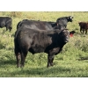 Image 3 : Jordan, Beau & Tom Jackson - 640# October Delivery Steer Calves - 95 Head (Sundre, AB)