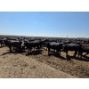 Image 4 : Ripple Rock Ranch - 750# June Delivery Heifers - 245 Head (Fincastle, AB)