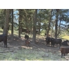 Image 3 : Willow Ranch/Keith & Shelley Ogilvie - 650# October Delivery Steer Calves - 90 Head (Kamloops, BC)