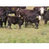 Image 5 : Hebert Livestock Ventures - 760# February Delivery Weaned Steers - 240 Head (Wawota, SK) VBP+