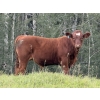 Image 3 : Les & Sharlene Bjorge - 575# October Delivery Steer Calves - 45 Head (Eckville, AB)