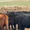 Image 2 : Idaho Dairies/Ranches - 40 Cows (Burley, ID)