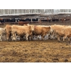 Image 5 : Grant & Hali Taillieu - 720# March Weaned Steers - 85 Head (Drayton Valley, AB)