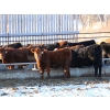 Image 4 : Coteau Ranch - 650# February Weaned Heifers - 93 Head (Kisbey, SK)