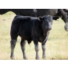 Image 3 : R&W Cattle Co. (Regan & Whitney Curry) - 490# Steer Calves - 120 Head (Sunnynook, AB) VBP+