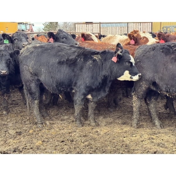 Fox Cattle Co. - 1025# November Delivery Open Heifers - 160 Head (Foam Lake, SK)