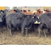 Image 1 : Fox Cattle Co. - 1025# November Delivery Open Heifers - 160 Head (Foam Lake, SK)