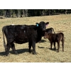 Image 8 : Kingsclere Ranch - 30 Black Angus X 1st Calf Pairs (Parson, BC)