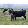 Image 2 : Hanging H Ranch Ltd. - 525# November Delivery Steer Calves - 110 Head (Marwayne, AB)