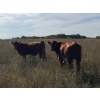 Image 4 : Edgar's Custom Farming Ltd. - 1025# Sept/Oct Delivery Grass Steers - 180 Head (Elkhorn, MB)