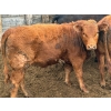 Image 6 : DJ Fridlington - 720# May Delivery Heifers - 82 Head (Kersley, BC)