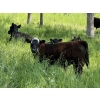 Image 6 : Rafter 17 Ranching - 840# October Delivery Steer Calves - 150 Head (Eckville, AB)