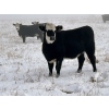 Image 4 : Lemmer Farms - 20 BBF Bred Heifers (Rocky View, AB)