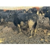 Image 16 : M & H Ranch & Feedlot - 1525# Cows - 39 Head (Pincher Creek, AB)