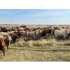 Image 2 : Crisp Ranches - 900# October Delivery Grass Heifers - 136 Head (Monitor, AB)