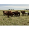 Image 5 : Malarky Farms - 20 Red/Red X Cow/Calf Pairs (Newdale, MB)