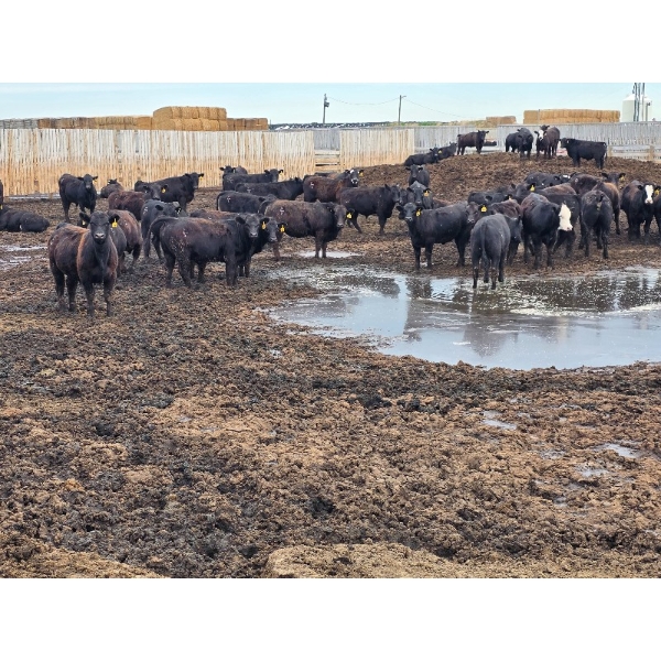 Cattlewood Farms Ltd. - 785# June Delivery Steers - 100 Head (Fincastle, AB)