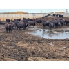 Image 1 : Cattlewood Farms Ltd. - 785# June Delivery Steers - 100 Head (Fincastle, AB)