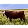 Image 2 : Kings Corner Farms - 1425# Aug/Sept Delivery Cows - 42 Head (Corning, SK)