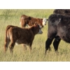 Image 5 : Calvin Rydzik - 500# November Delivery Steer Calves - 80 Head (Glenavon, SK)