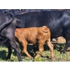 Image 19 : Wunder Farms - 550# October Delivery Steer Calves - 50 Head (Foam Lake, SK)