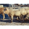 Image 4 : Owen Sellman - 800# February Delivery Heifers - 75 Head (McCreary, MB)