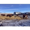 Image 3 : Merrick & Donald Campbell - 26 RWF/BWF April/May Calving Bred Heifers (Calahoo, AB)
