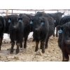 Image 5 : D & N Livestock - 740# March/April Delivery Steers - 160 Head (Peebles, SK) VBP+