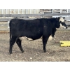 Image 3 : Cornerglen Ranching (Deschamps) - 3 BBF Angus X April/May Calving Bred Heifers (Crestomere, AB)