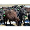 Image 7 : Ray Torkelson - 725# May Delivery Heifers - 80 Head (Millicent, AB)