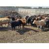 Image 2 : South Island Farms - 920# September Delivery Heifers - 68 Head (Bow Island, AB)