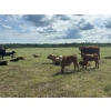 Image 3 : Lazy Q Ranch & Fourth Creek Cattle Co. - 520# November Delivery Steer Calves - 110 Head 